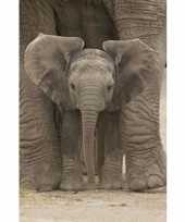Poster baby olifant speelgoed